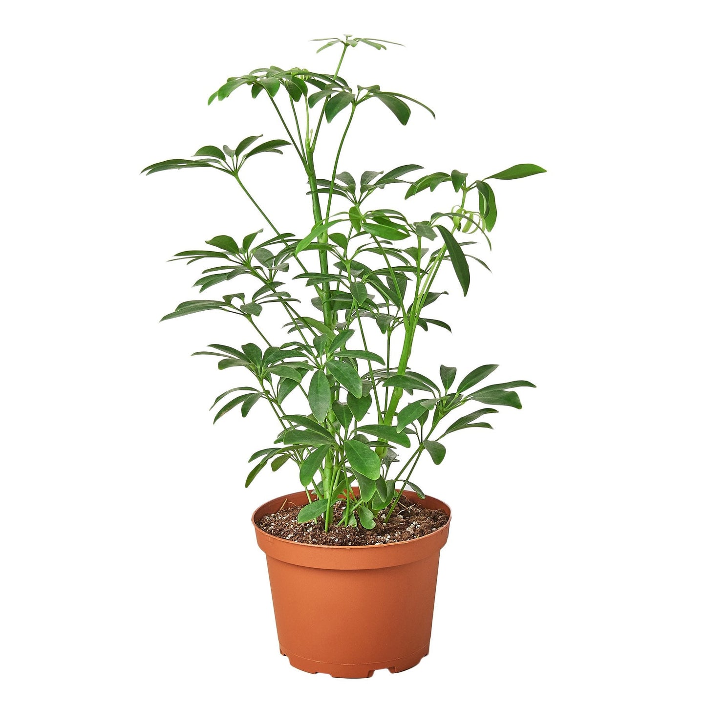 Schefflera Arboricola ‘Umbrella Plant’ – Hardy Decorative Indoor Plant
