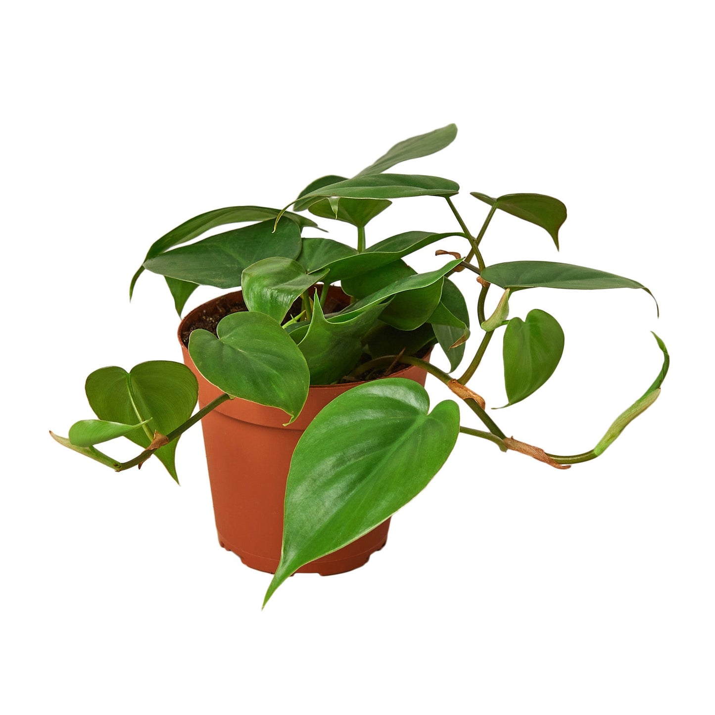 Philodendron Cordatum ‘Heartleaf’ – Classic Trailing Indoor Plant