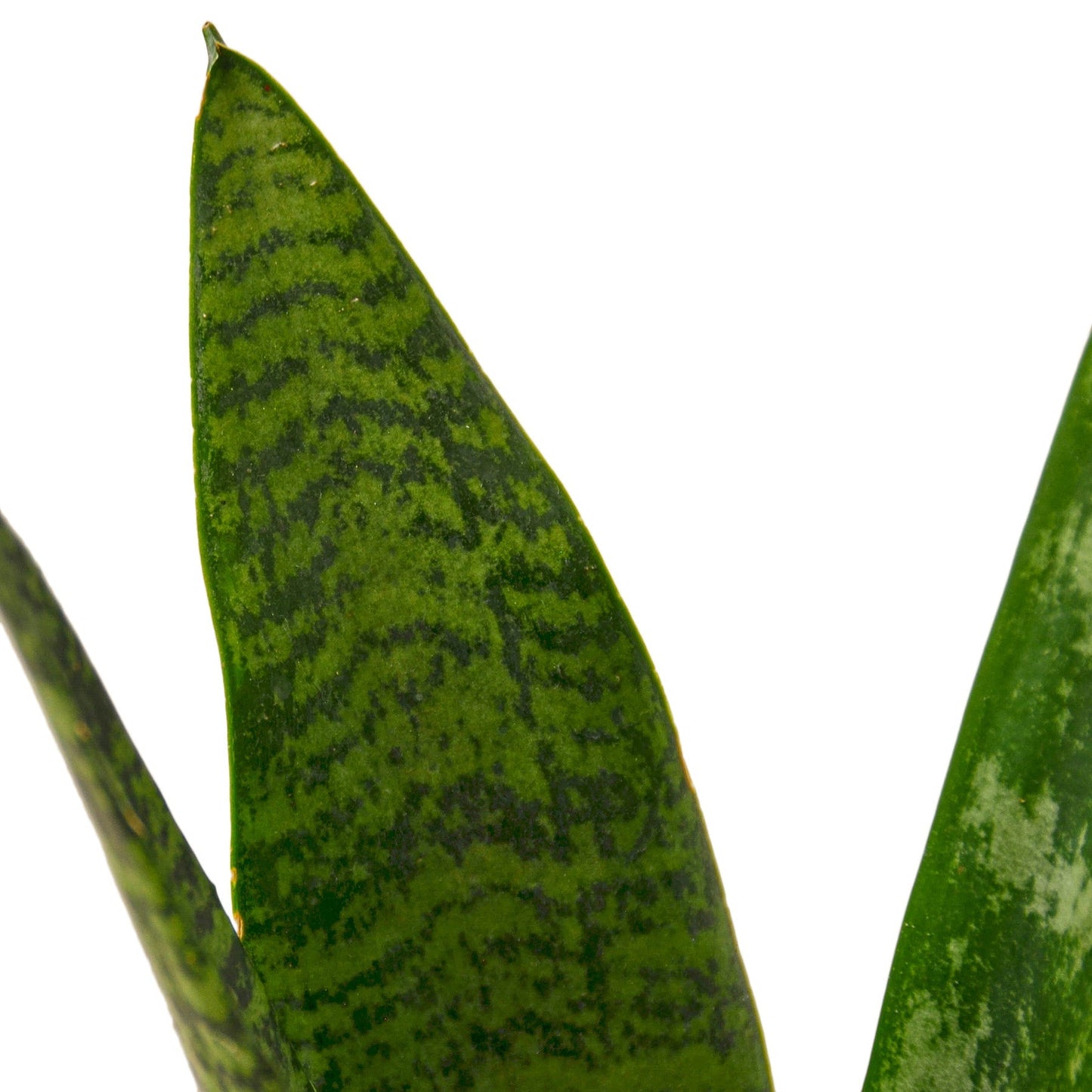 Snake Plant ‘Zeylanica’ – Classic Low-Light Air-Purifying Houseplant