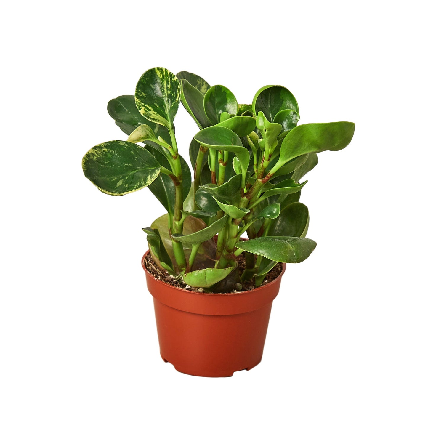 Peperomia ‘Marble’ – Compact Beginner-Friendly Indoor Plant