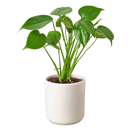 Philodendron Monstera Split-Leaf – Large Statement Tropical Indoor Plant