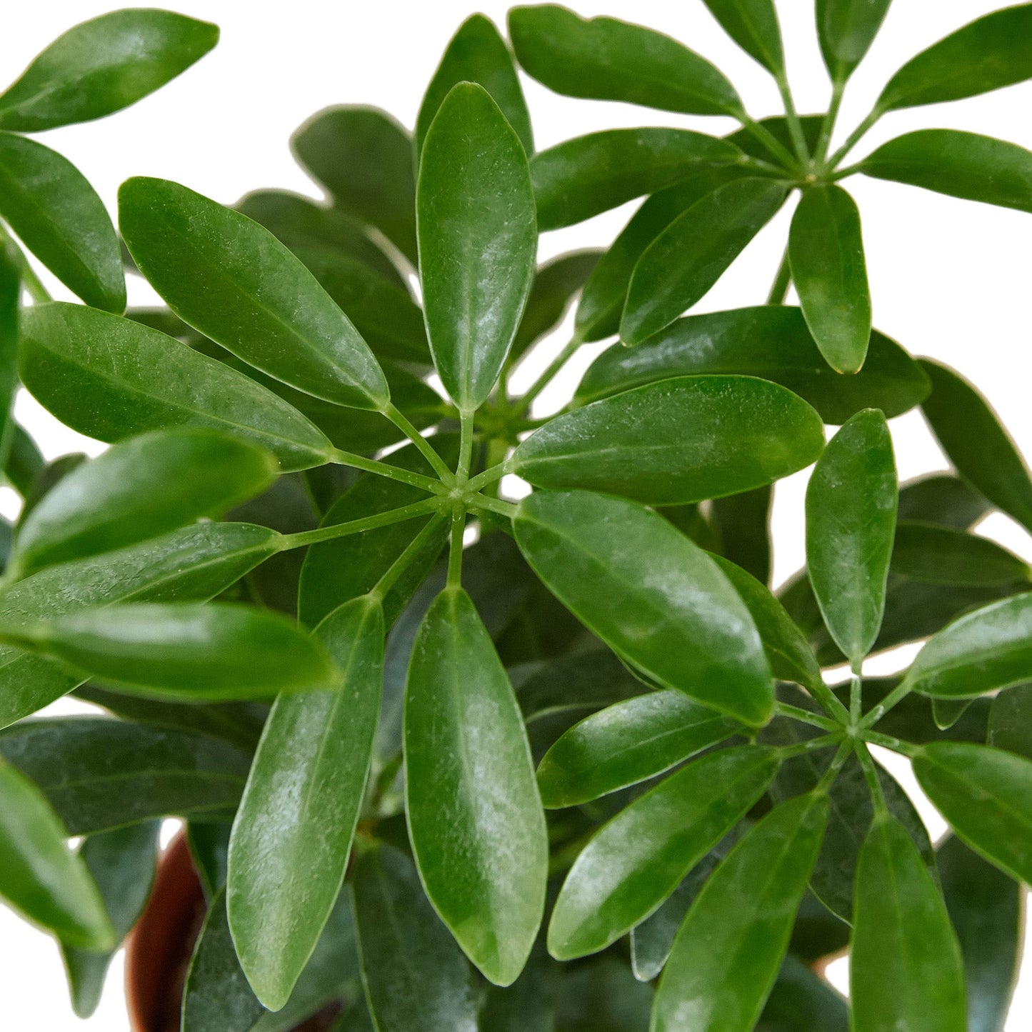 Schefflera Arboricola ‘Umbrella Plant’ – Hardy Decorative Indoor Plant