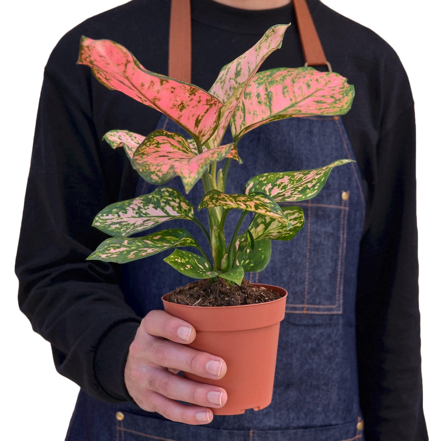 Aglaonema Lady Valentine
