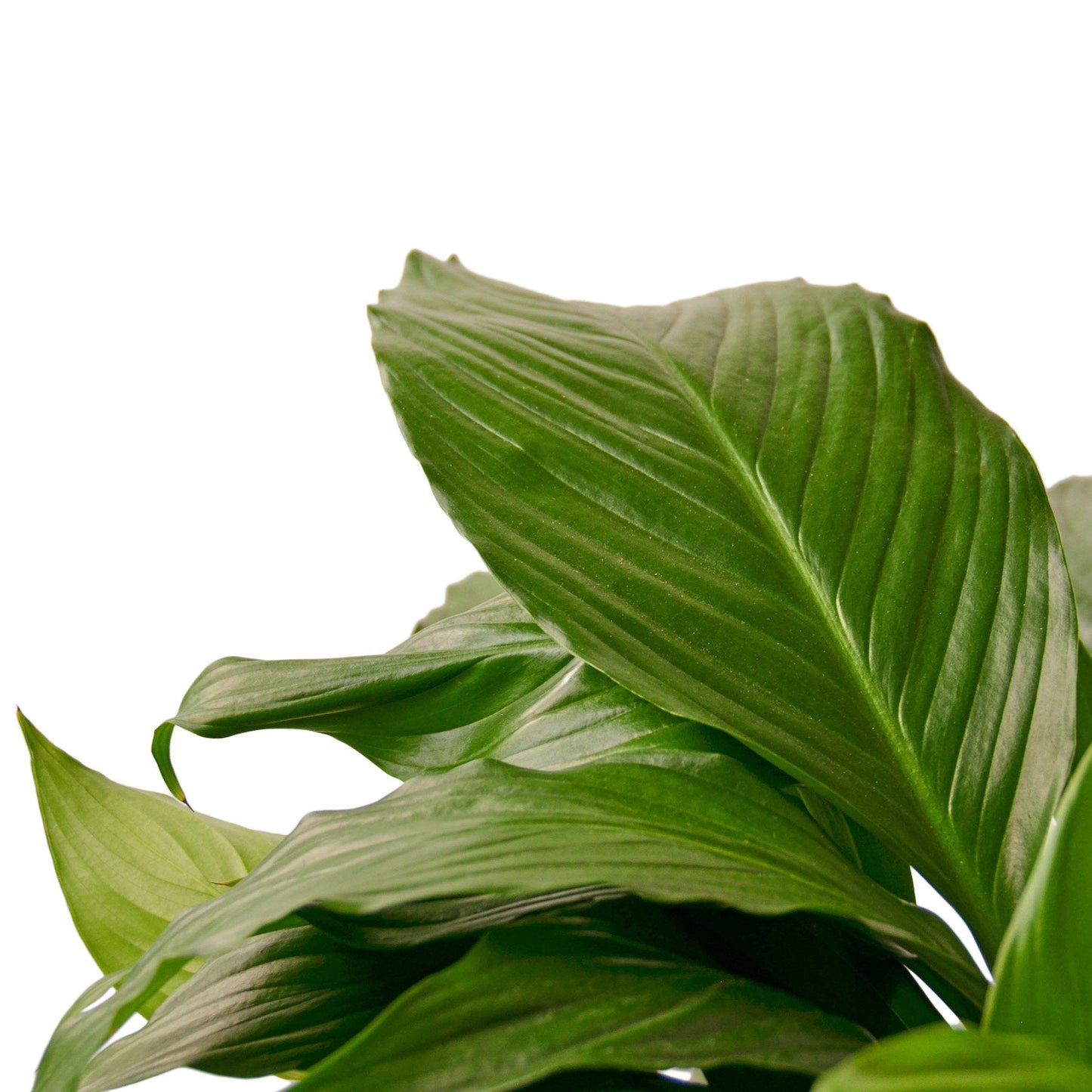 Peace Lily (Spathiphyllum) – Air-Purifying Flowering Indoor Plant