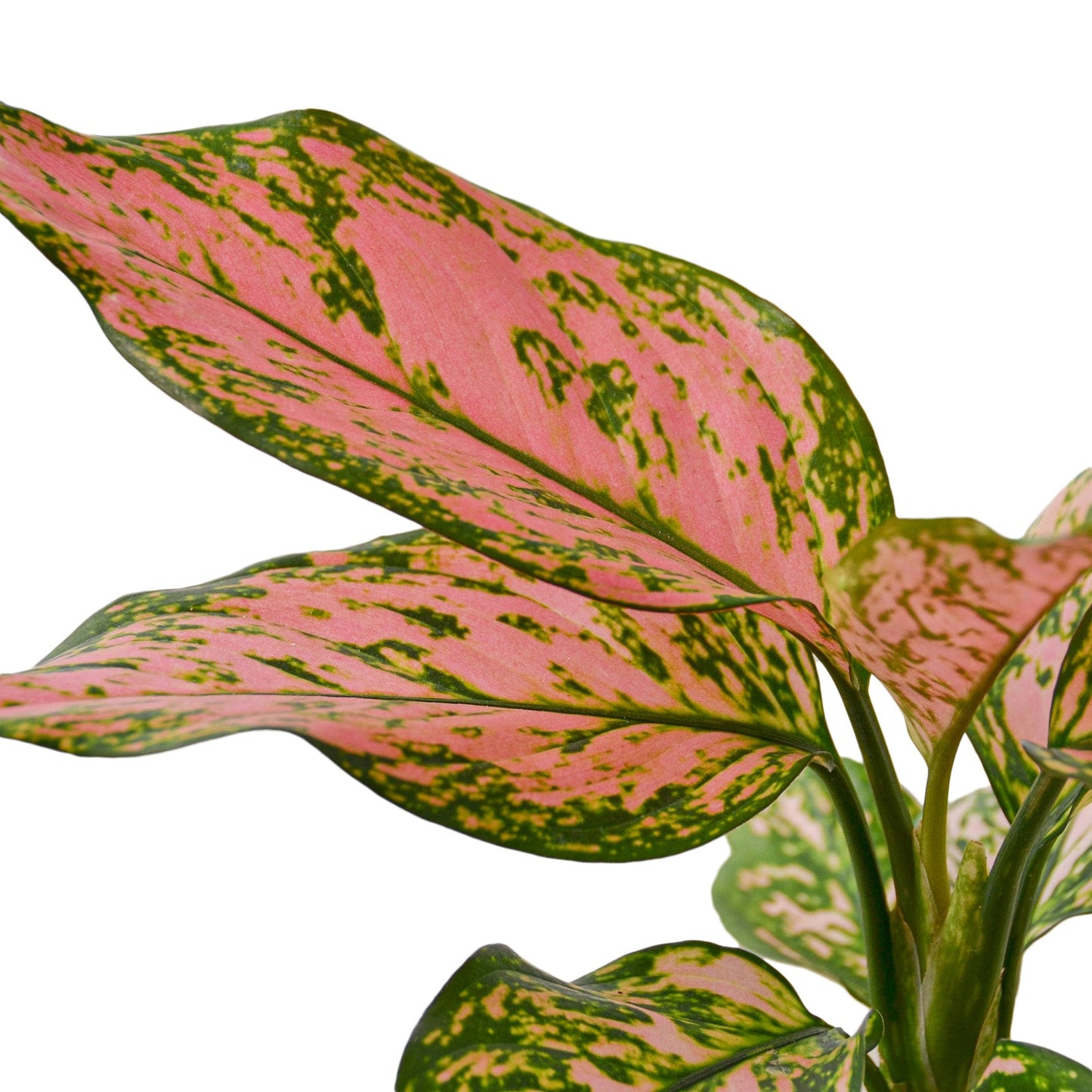 Aglaonema Lady Valentine