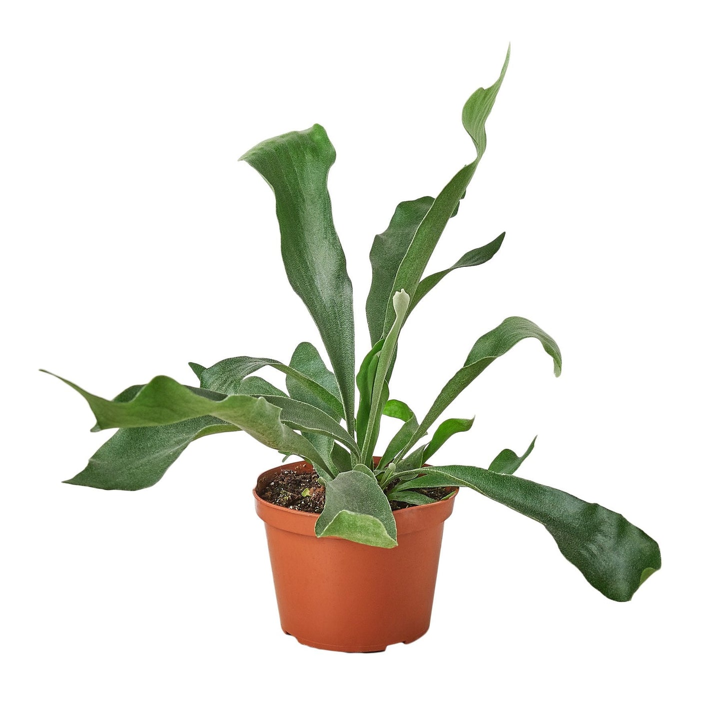 Staghorn Fern – Unique Mounted Decorative Indoor Plant