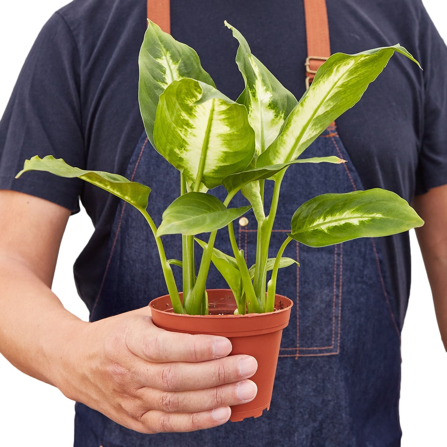 Dieffenbachia Camille - Maceta de 4" - SÓLO MACETA DE VIVERO