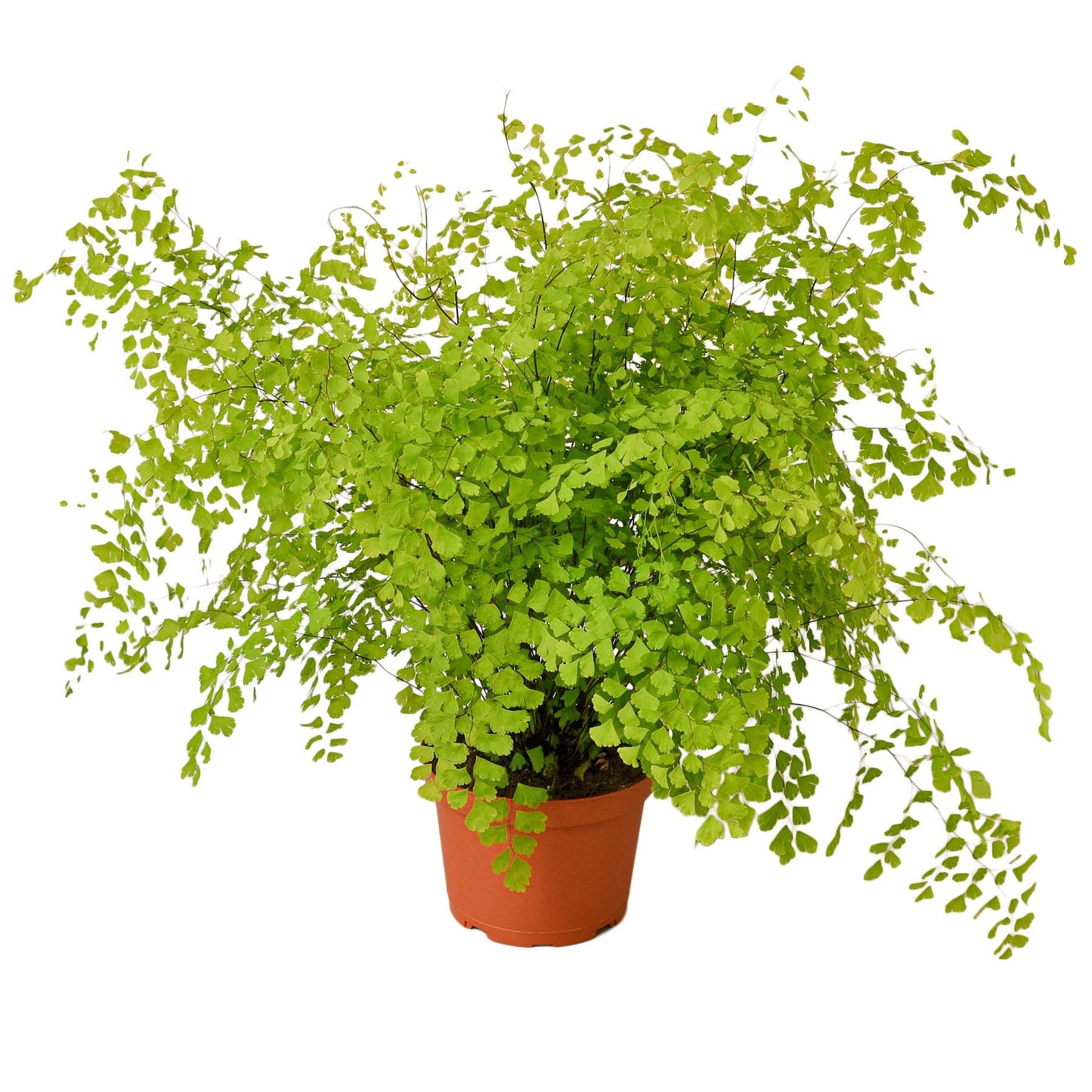 Maidenhair Fern – Delicate Air-Purifying Indoor Fern