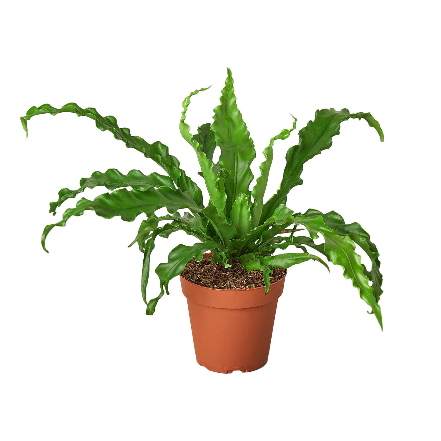 Tropical Asplenium Antiquum