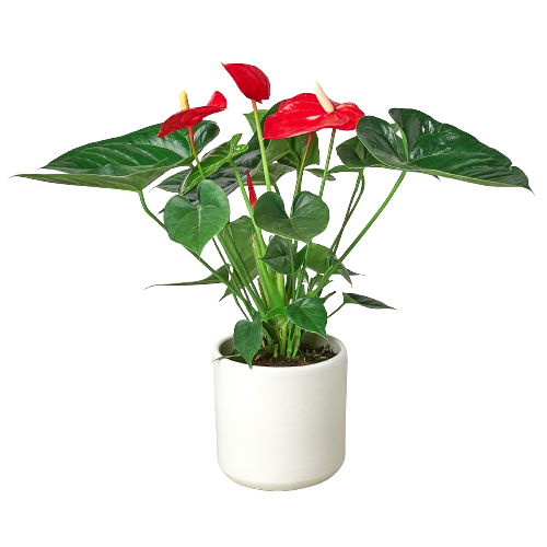 Anthurium ‘Red’ – Tropical Flowering Decorative Indoor Plant