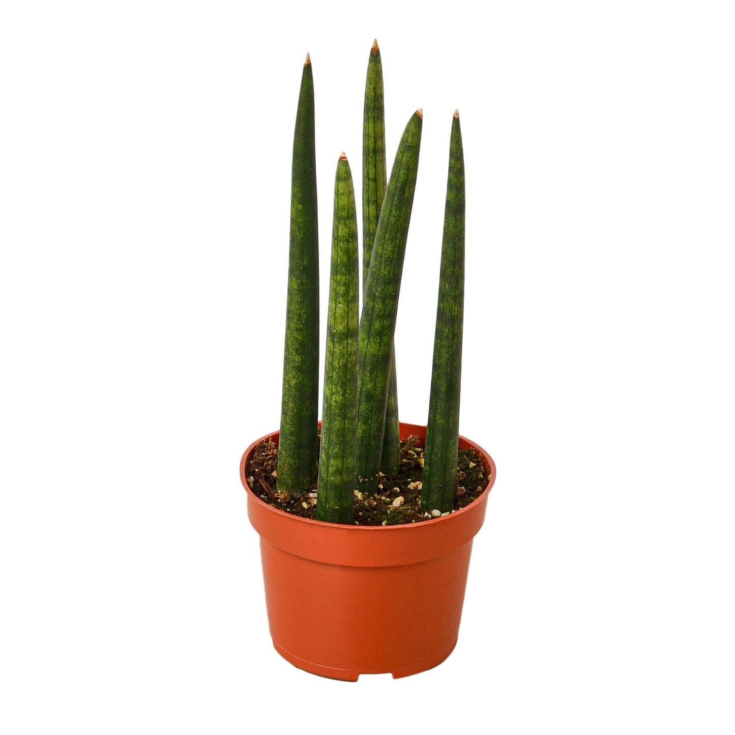 Snake Plant ‘Cylindrica’ – Sculptural Air-Purifying Indoor Plant
