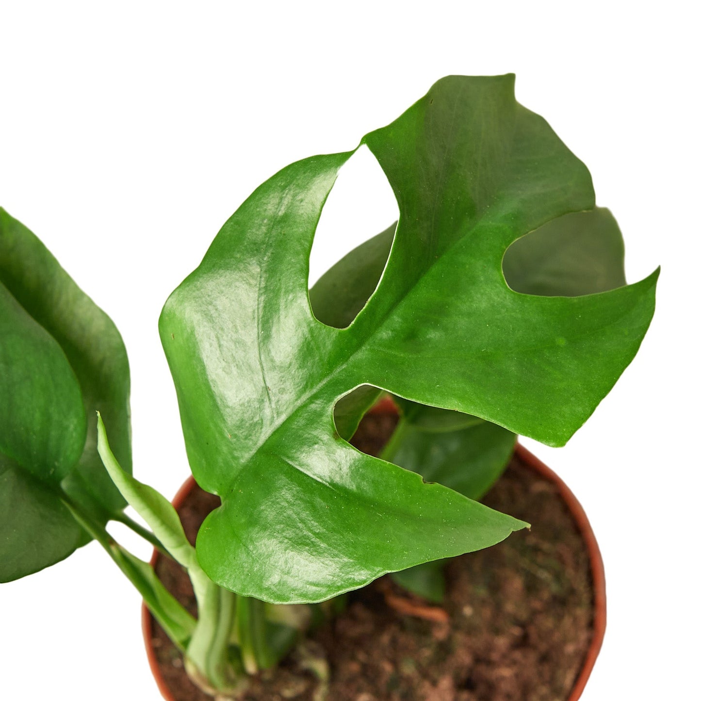 Philodendron Mini Monstera Minima - Maceta de 4" - SÓLO MACETA DE VIVERO