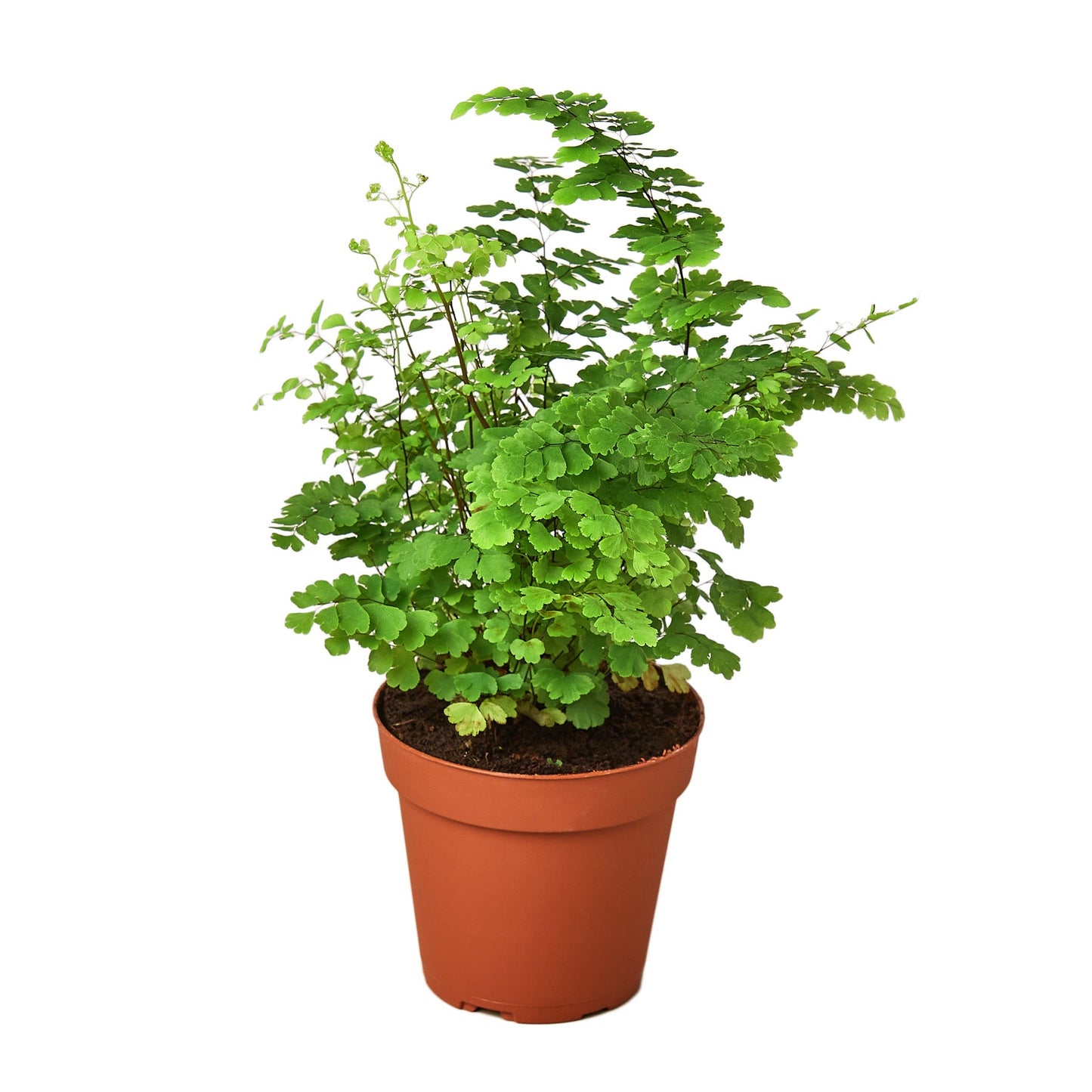 Maidenhair Fern – Delicate Air-Purifying Indoor Fern