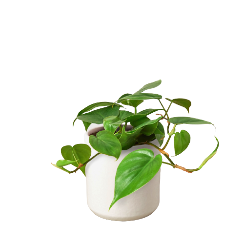 Philodendron Cordatum ‘Heartleaf’ – Classic Trailing Indoor Plant