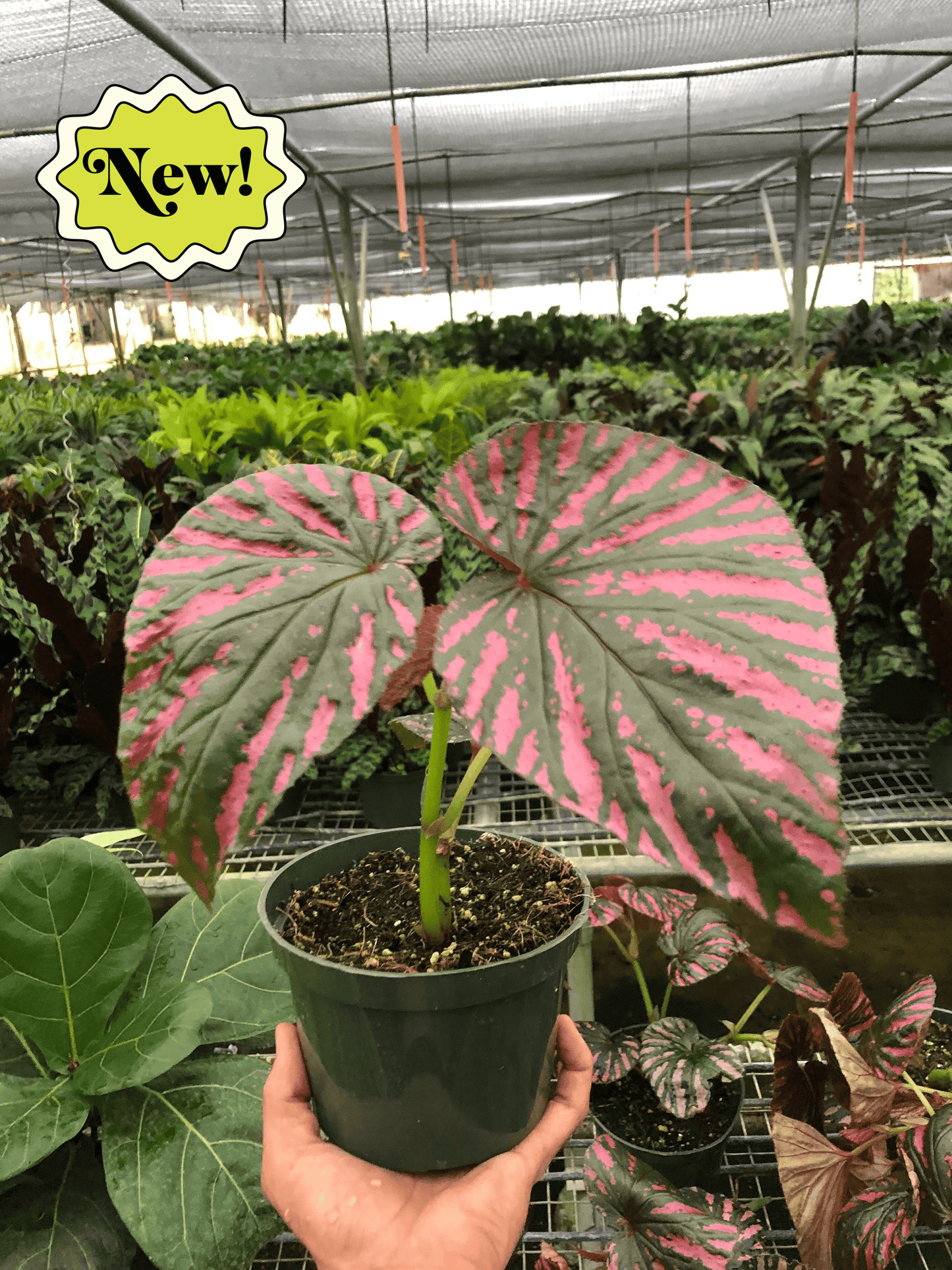 Begonia Exotica Plant