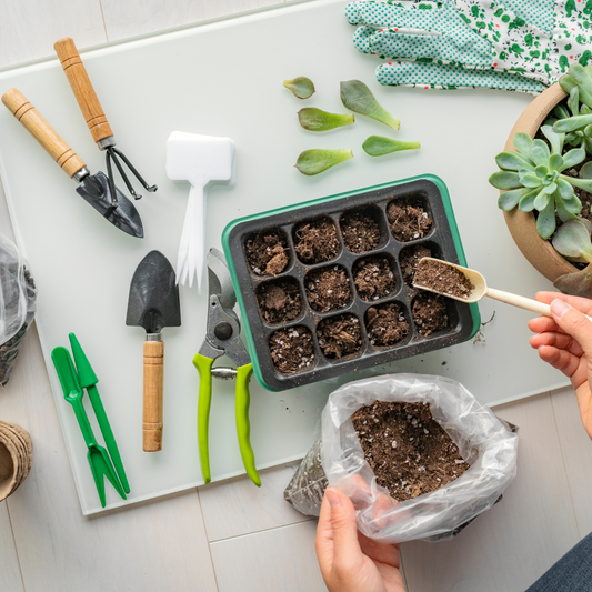 Propagating Succulents for Beginners: A Simple Step-by-Step Guide