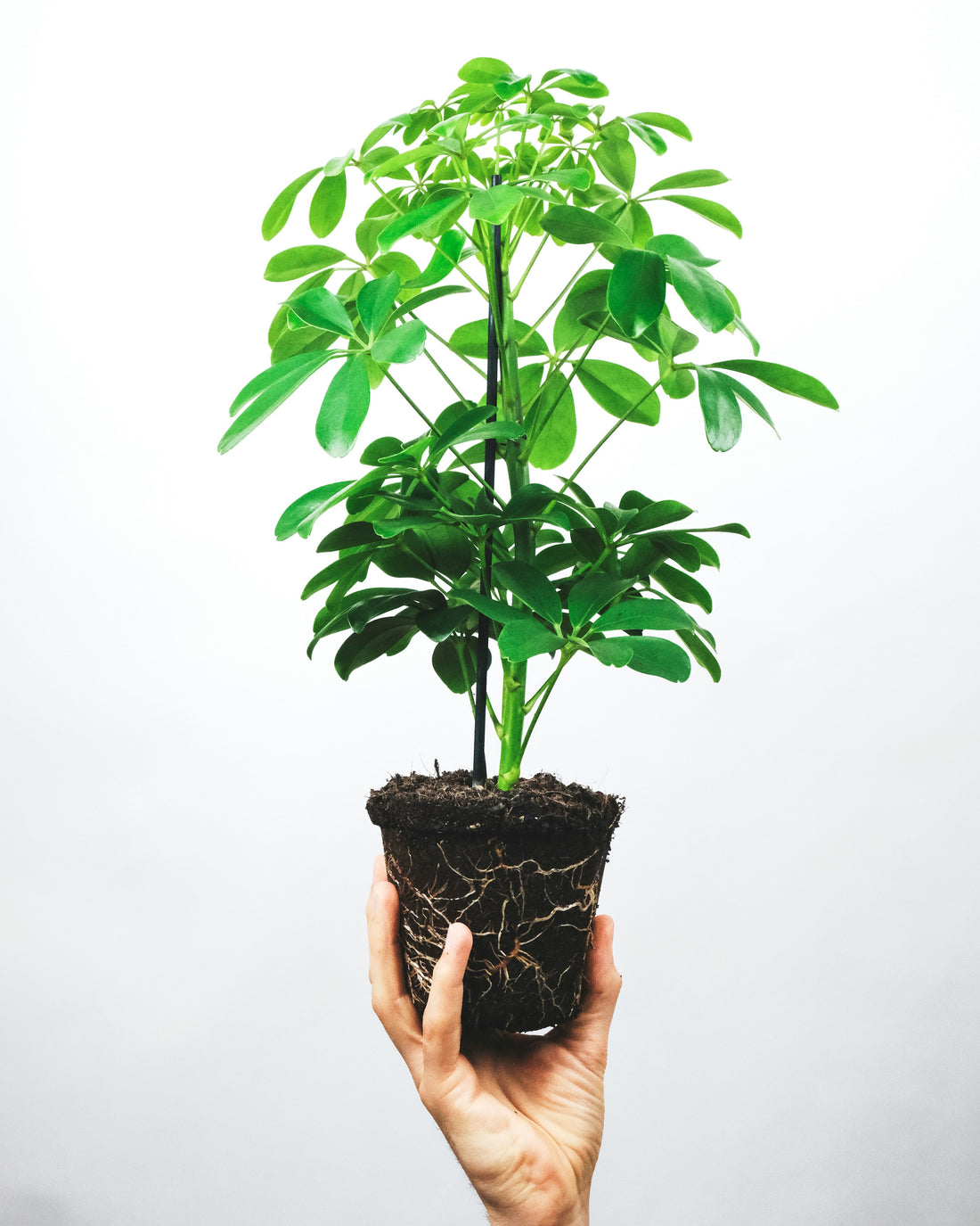 Ultimate Guide to Schefflera Moonlight 'Umbrella Plant' Care