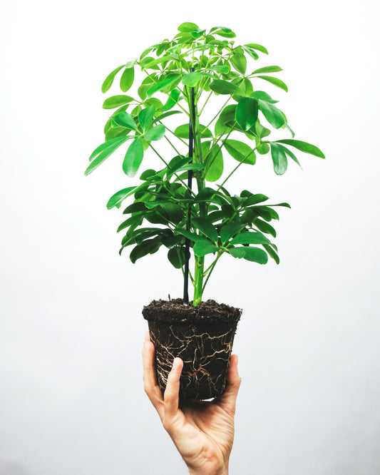 Ultimate Guide to Schefflera Moonlight 'Umbrella Plant' Care