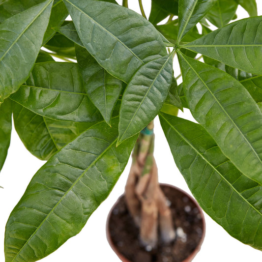 Ultimate Care Guide for Money Tree 'Guiana Chestnut' (Pachira Braid)