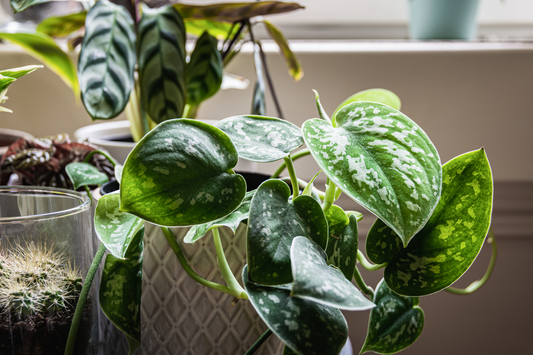 How to take care of: Satin Pothos (Scindapsus pictus)