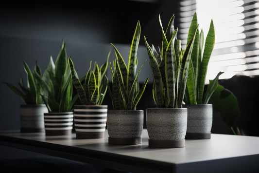 Why Is My Snake Plant Turning Light Green? Causes and Solutions