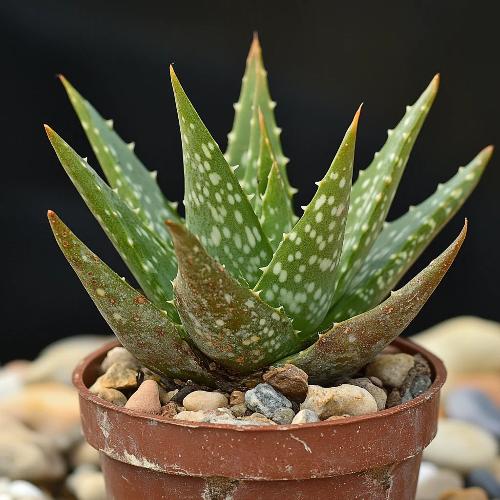 Aloe Vera Watering Schedule: How Often to Water for Healthy Growth