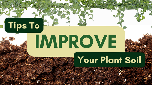 10 Expert Tips to Improve Your Plant Soil for Healthier Growth