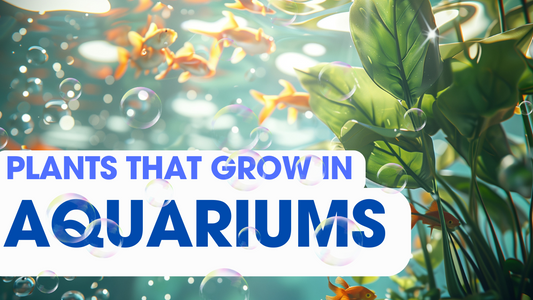 Houseplants That Can Grow in an Aquarium (And Help Keep It Clean)