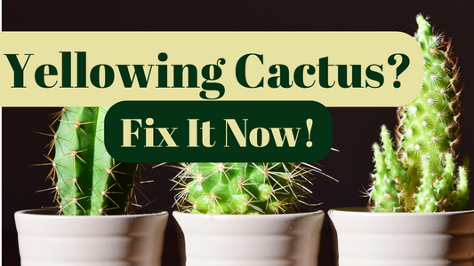 Why Is My Cactus Turning Yellow? Common Causes & Easy Fixes