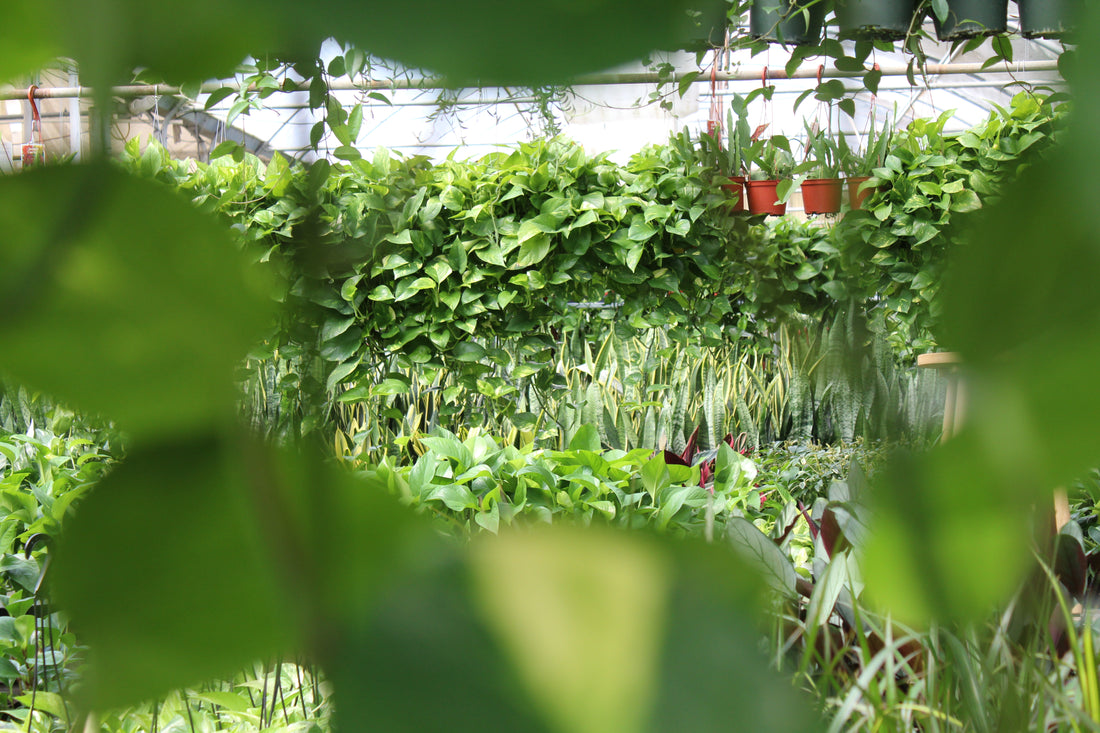 The Best Guide to Low Maintenance Trailing Houseplants