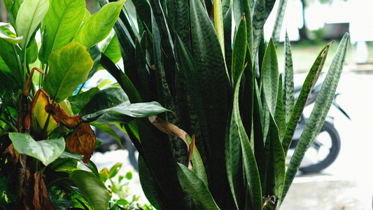 The Ultimate Guide to Snake Plants: Care, Types, and Benefits Explained