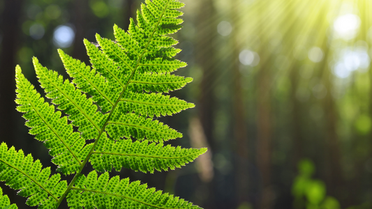 Up close photo of fern leaflet in the forest sun 