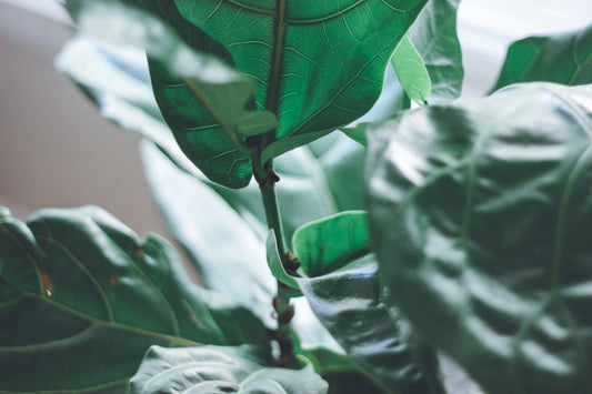 Comprehensive Fiddle Leaf Fig Care Guide: Tips for Thriving Indoor Growth