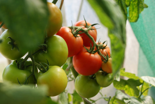 The Complete Guide to Pruning Tomato Plants for Beginners