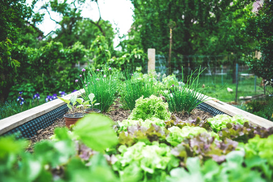 Urban Gardening: How to Start a Rooftop Garden in the City