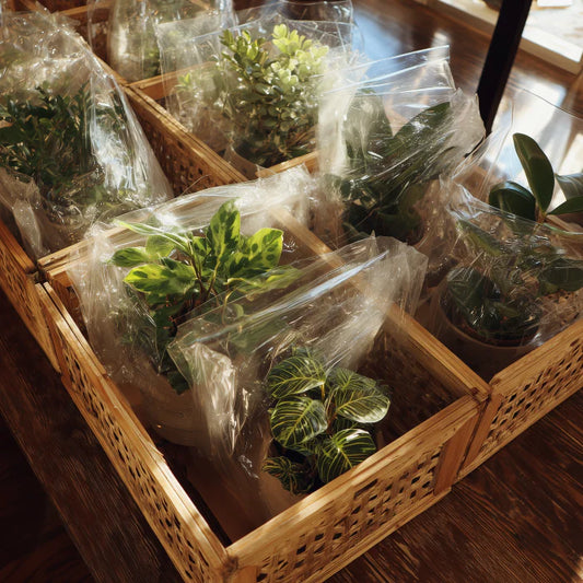 Fast & Fresh: GardenWrld Shipping Houseplants to San Diego For Free