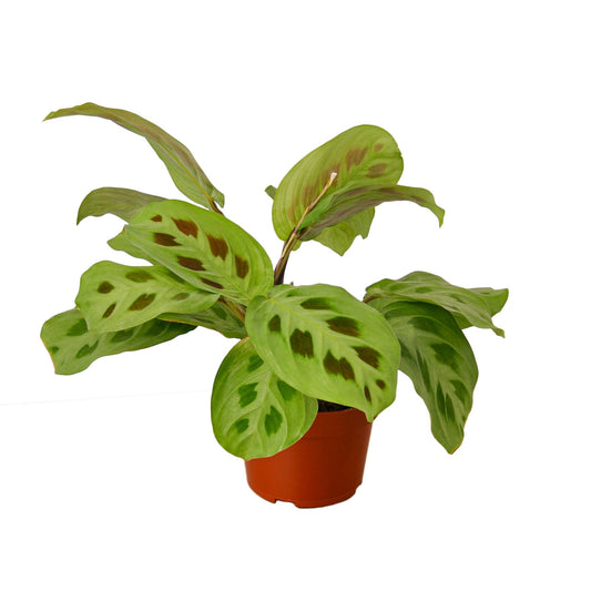 Maranta ‘Leuconeura’ – Variegated Prayer Plant Indoor Houseplant