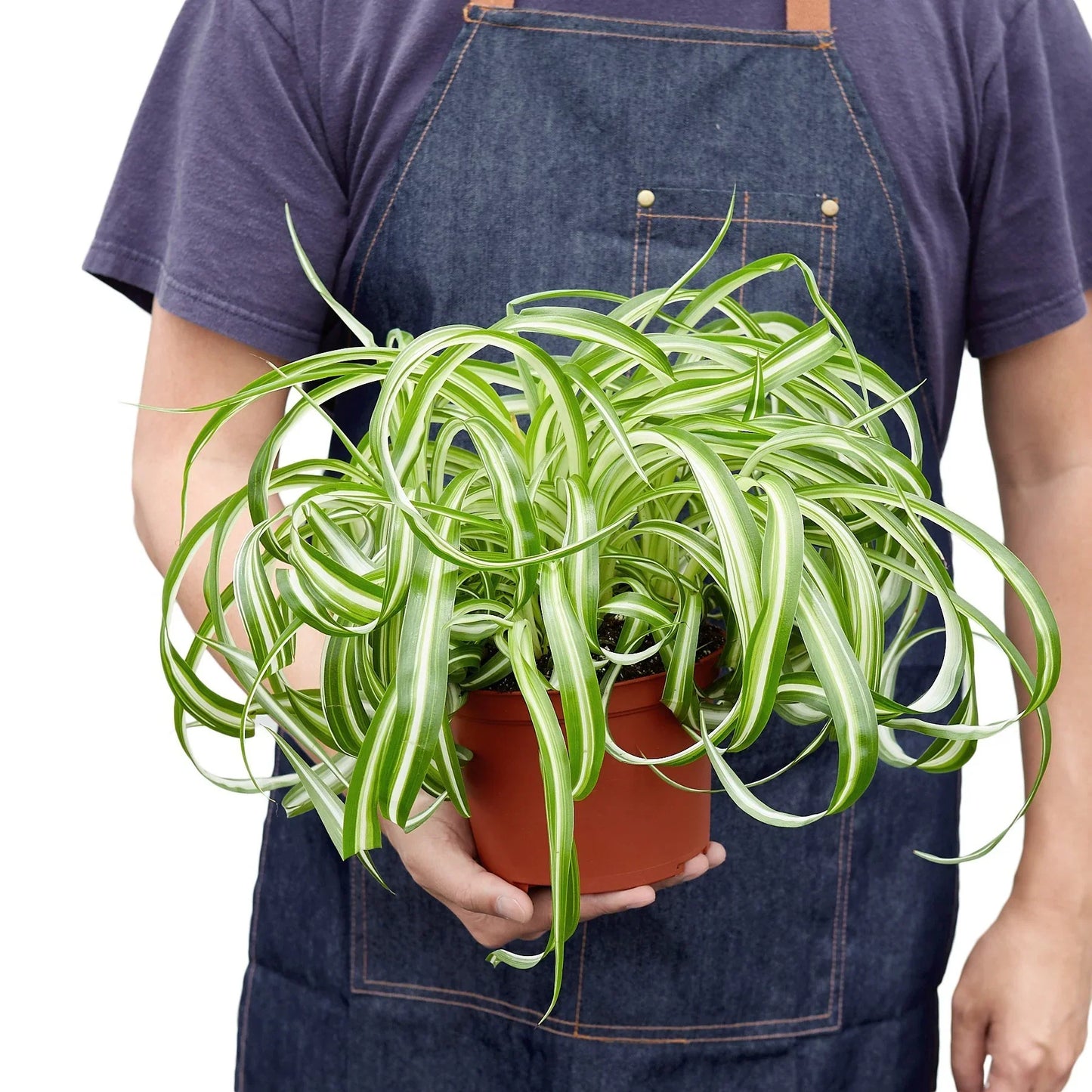 Spider Plant ‘Bonnie’ – Curly Variegated Air-Purifying Houseplant