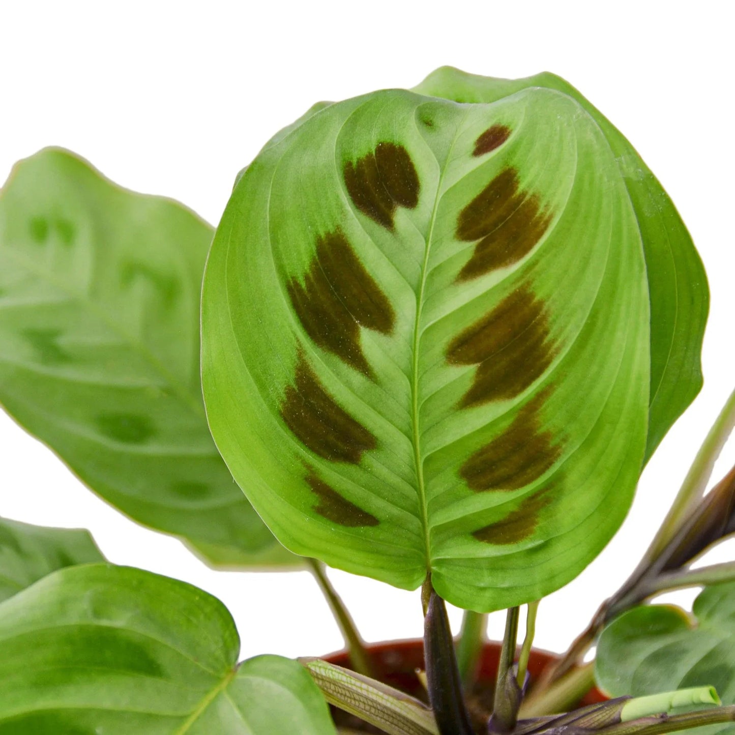 Maranta ‘Leuconeura’ – Variegated Prayer Plant Indoor Houseplant