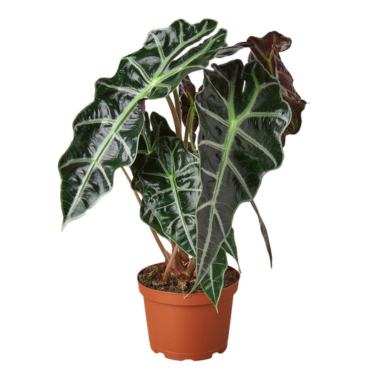Alocasia Polly 'Máscara Africana' 
