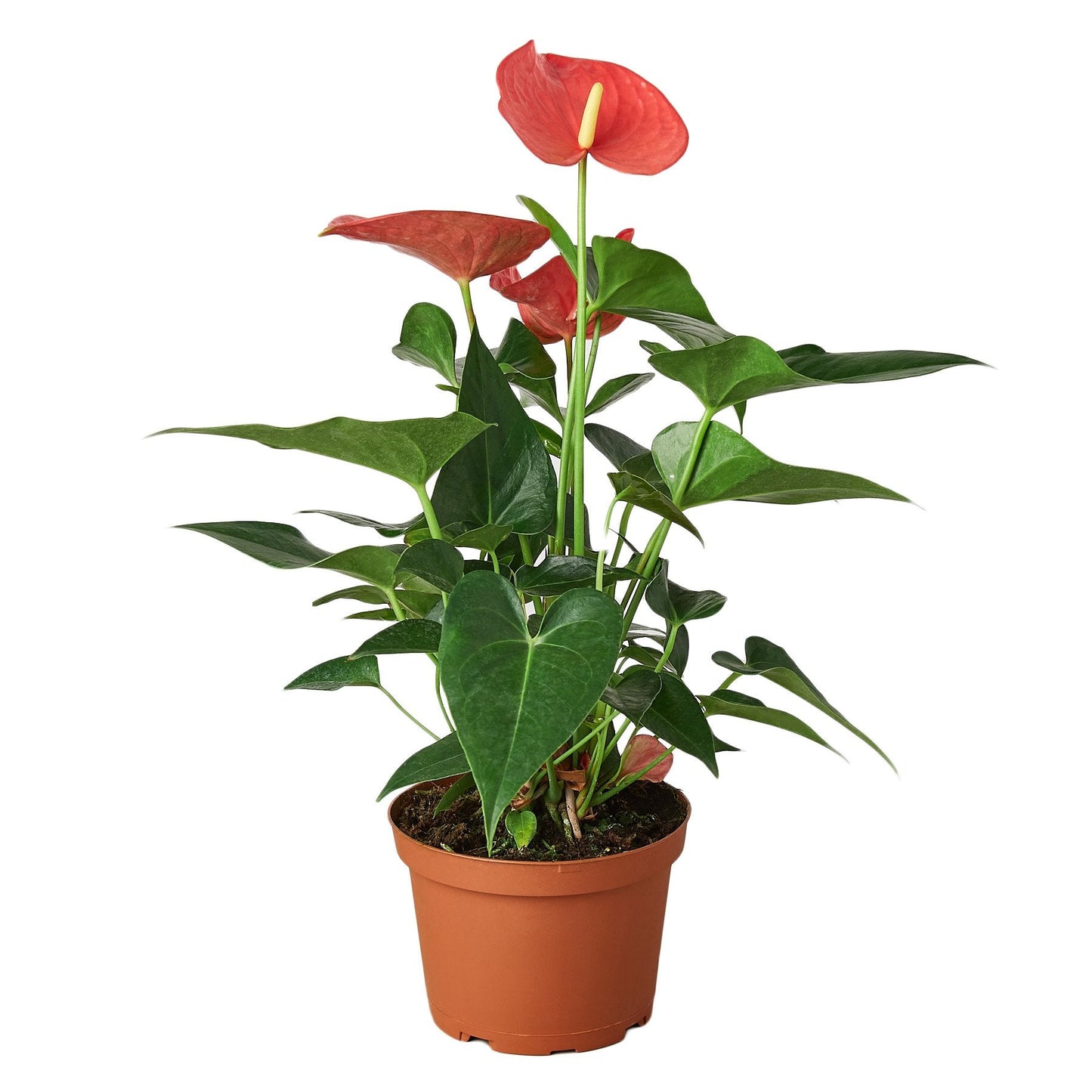 Anthurium ‘Pink’ – Rare Flowering Tropical Indoor Plant