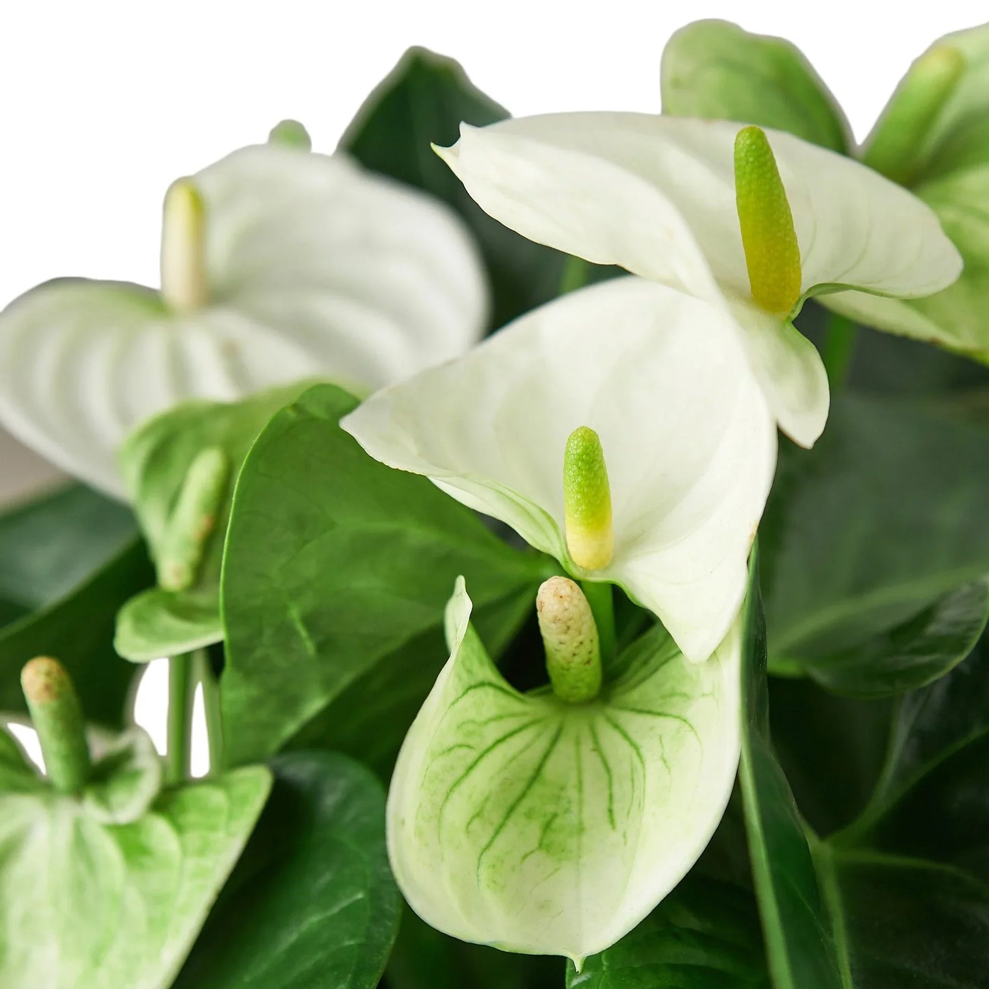 Anthurium ‘White’ – Elegant Flowering Tropical Indoor Plant
