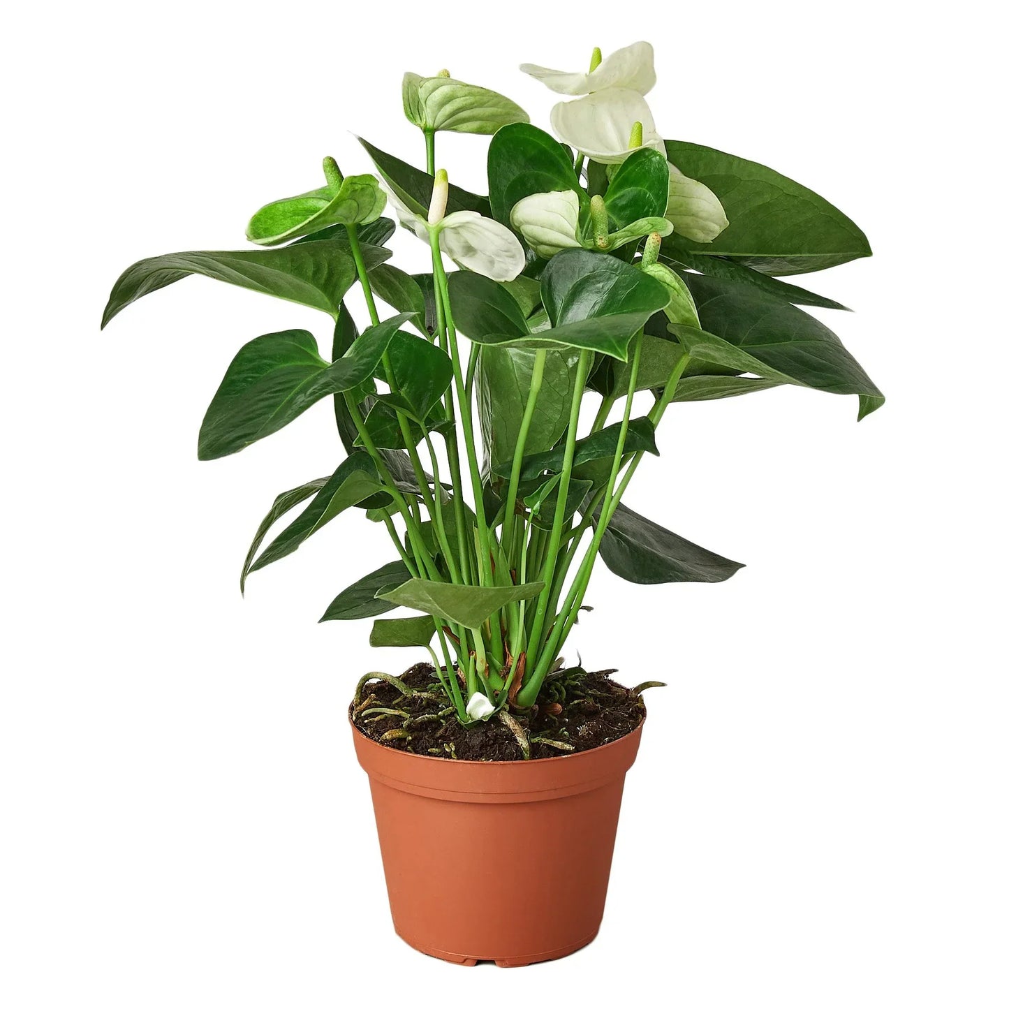 Anthurium ‘White’ – Elegant Flowering Tropical Indoor Plant