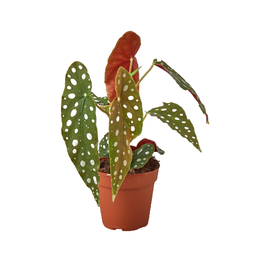 Begonia ‘Maculata’ – Polka Dot Decorative Indoor Plant