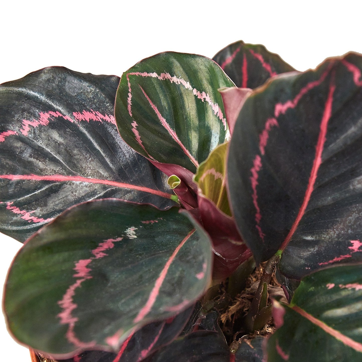 Calathea ‘Dottie’ – Rare Dark Foliage Tropical Houseplant