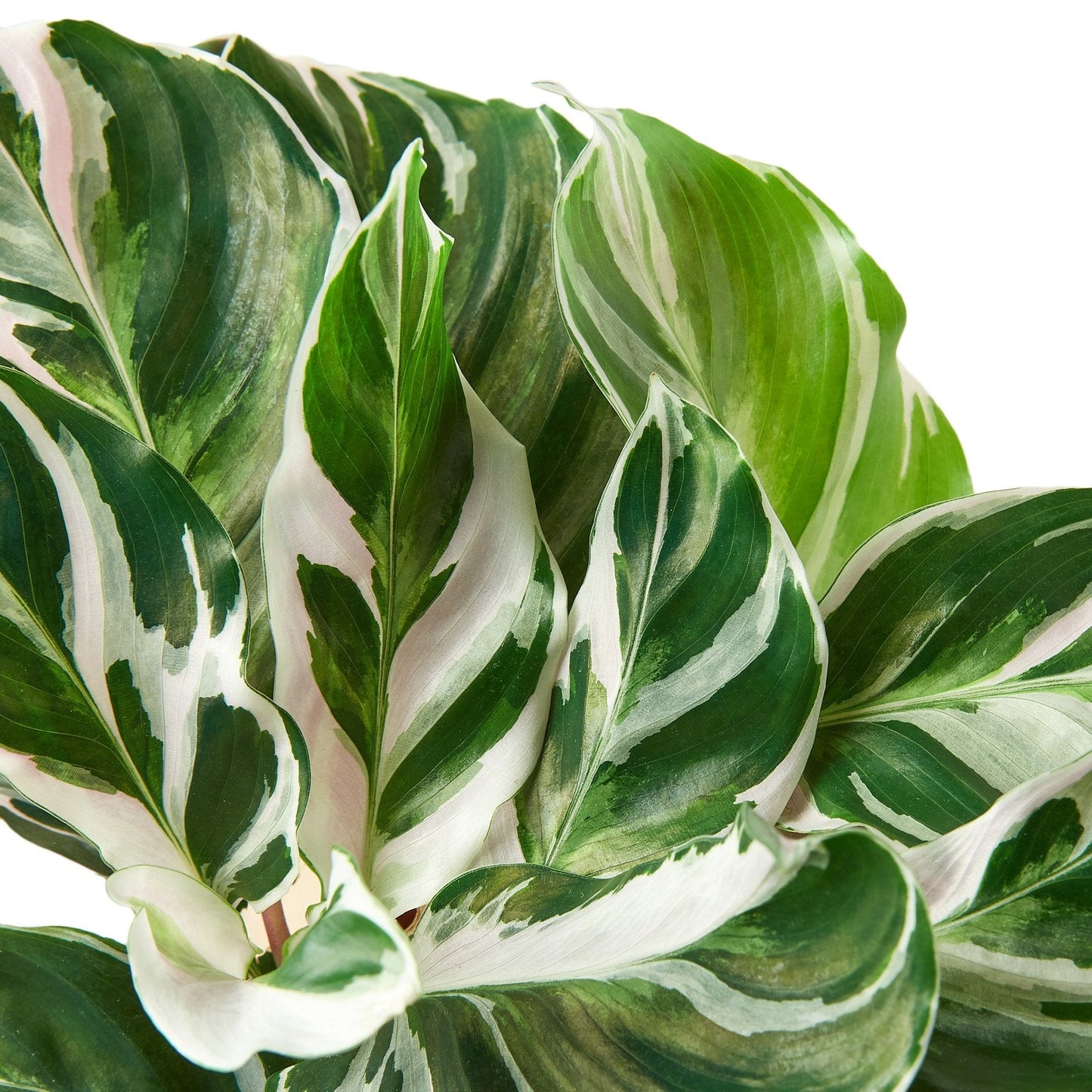 Calathea 'Fusión Blanca' 