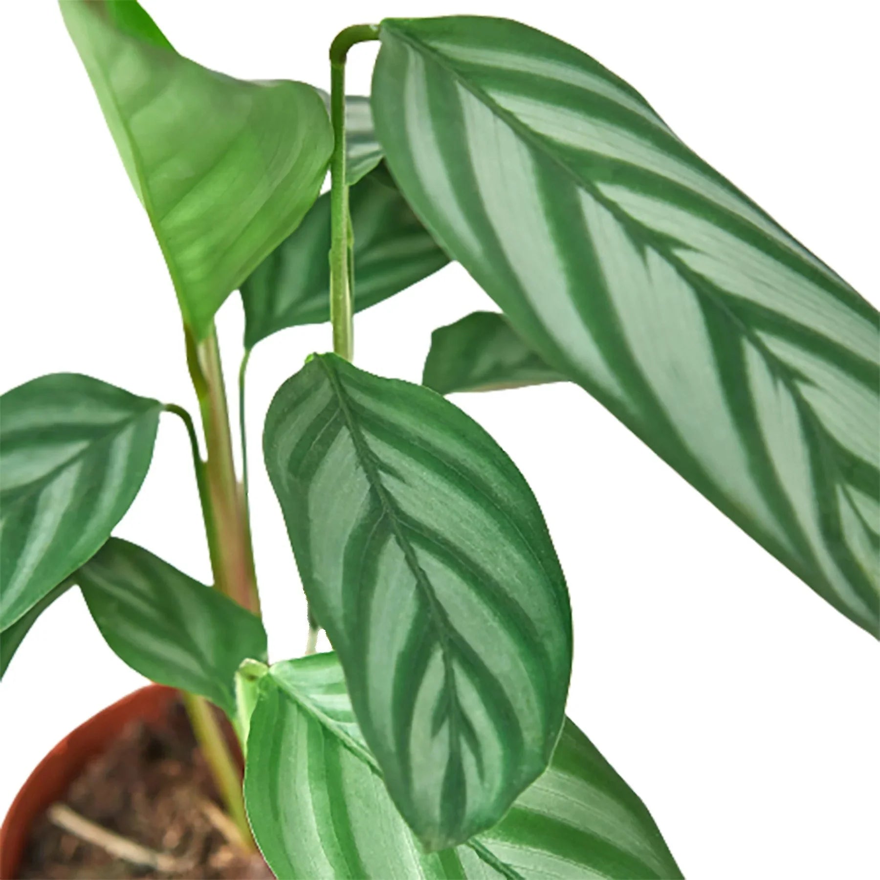 Calathea Grey Star Plant