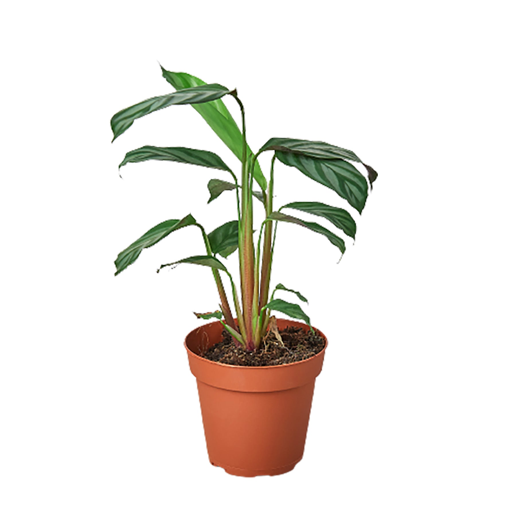 Calathea Grey Star Plant