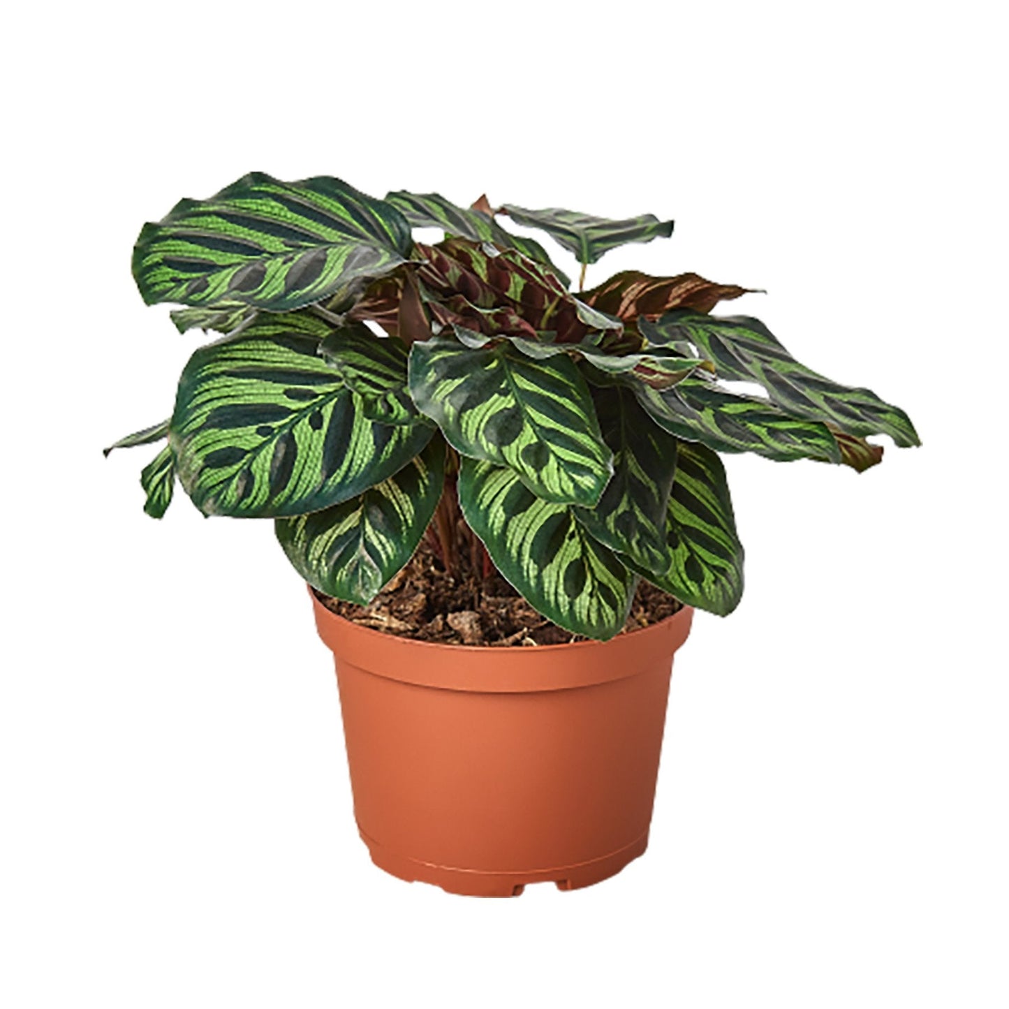 Calathea ‘Makoyana’ (Peacock Plant) – Decorative Patterned Indoor Plant