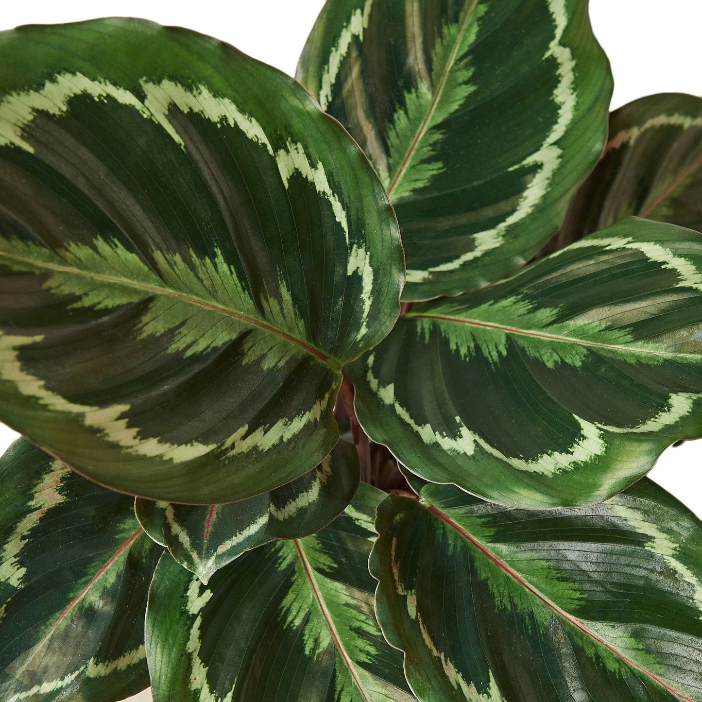 Calathea Roseopicta 'Medallón' 